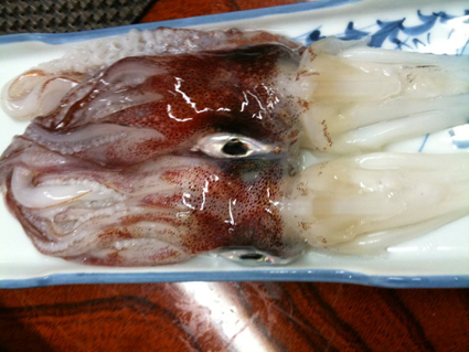 ika01.jpg