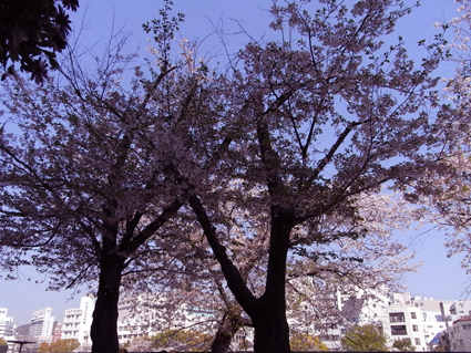 sakura.jpg